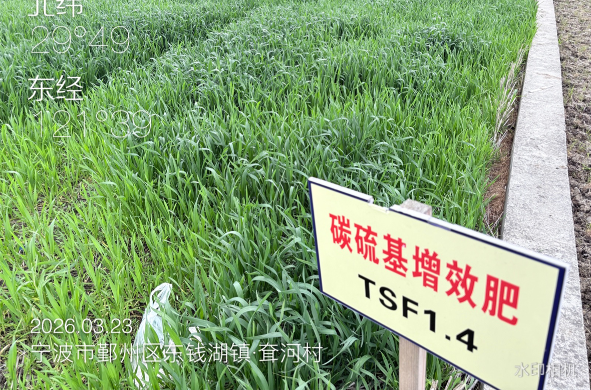 官网案例封面- 宁波小麦大田实验.png
